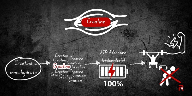 An infographic illustrating how creatine monohydrate works as a build muscle fast supplement. The background is dark, with a clear visual pathway from creatine intake to improved workout results.